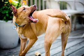 Köpek Davranışlarının Anlamı (Resimli) - Köpeklerin Beden Dili